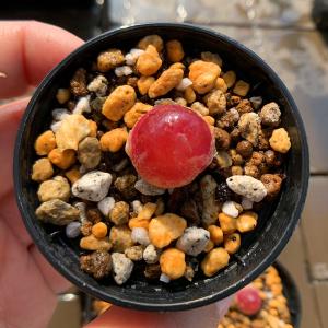 農園直売 多肉植物 コノフィツム属 ブルゲリ単...の詳細画像5
