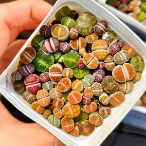 農園直売 多肉植物 コノフィツム属 リトープス...の詳細画像1