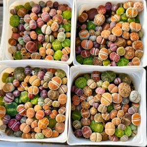 農園直売 多肉植物 コノフィツム属 リトープス...の詳細画像2