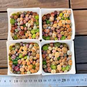 農園直売 多肉植物 コノフィツム属 リトープス...の詳細画像3