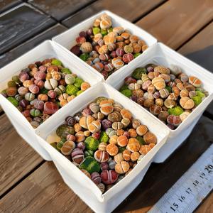 農園直売 多肉植物 コノフィツム属 リトープス...の詳細画像4