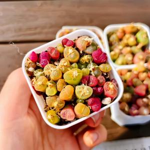 農園直売 多肉植物 コノフィツム属　マウガニー mix 　25-30頭セット　超お得　メセン　観葉植物　インテリア　多肉専門VERVE