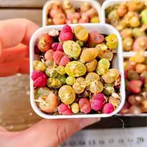 農園直売 多肉植物 コノフィツム属 マウガニー...の詳細画像1