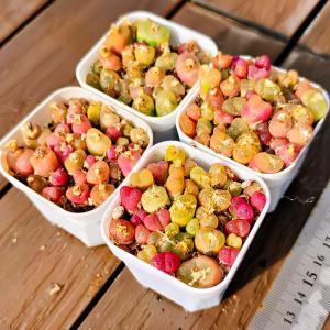 農園直売 多肉植物 コノフィツム属 マウガニー...の詳細画像2