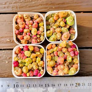 農園直売 多肉植物 コノフィツム属 マウガニー...の詳細画像3