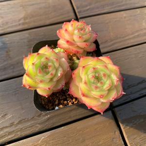 農園直売 多肉植物 寄せ植え エケベリア属　バニラバナナ（群） 観葉植物 インテリア 多肉専門VERVE