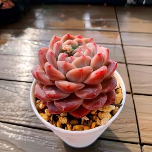 農園直売 多肉植物 寄せ植え エケベリア属 琥...の詳細画像1
