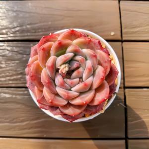 農園直売 多肉植物 寄せ植え エケベリア属 琥...の詳細画像2