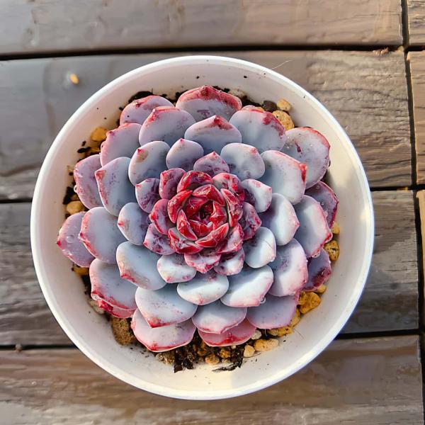 農園直売 多肉植物 寄せ植え エケベリア属 ホワイトサンデー（単）  観葉植物 インテリア　多肉専門...