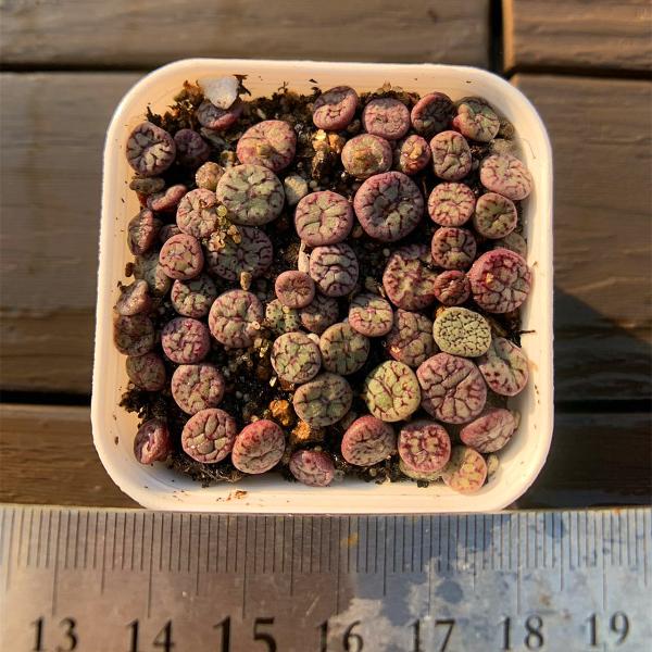 農園直売 多肉植物  コノフィツム属　オブコブデラム 　30-40頭セット　超お得　メセン　観葉植物...