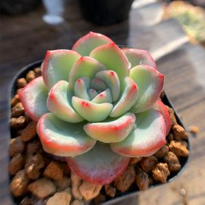 農園直売 多肉植物 寄せ植え エケベリア属 カリビアンブルー