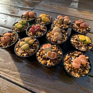 値下げ 農園直売 多肉植物 コノフィツム属 リ...の詳細画像1