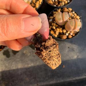 値下げ 農園直売 多肉植物 コノフィツム属 リ...の詳細画像3