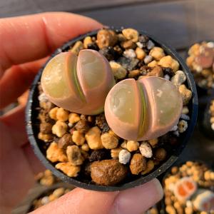 値下げ 農園直売 多肉植物 コノフィツム属 リ...の詳細画像4