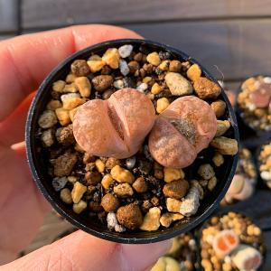 値下げ 農園直売 多肉植物 コノフィツム属 リ...の詳細画像5