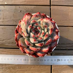 農園直売 多肉植物 寄せ植え エケベリア属 優...の詳細画像1