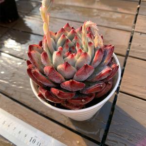 農園直売 多肉植物 寄せ植え エケベリア属 優...の詳細画像2