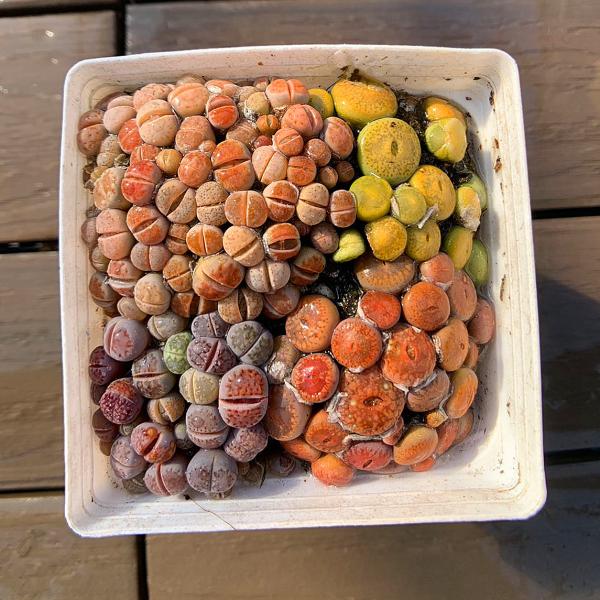 農園直売 多肉植物  コノフィツム属 リトープス　4種類セット　約80頭　超お得　メセン　観葉植物　...