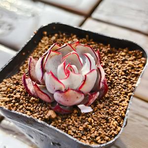 農園直売 多肉植物 寄せ植え エケベリア属 ス...の詳細画像2