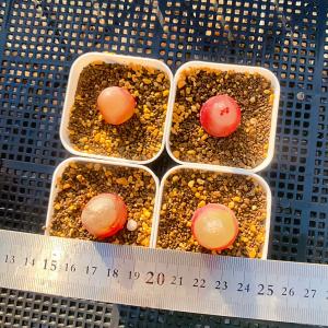 農園直売 多肉植物 コノフィツム属 ブルゲリ単...の詳細画像5