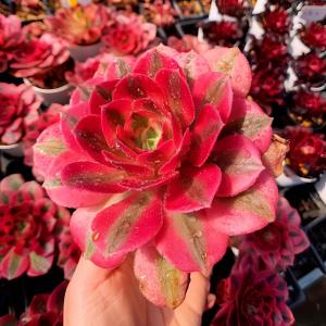 農園直売 多肉植物 アエオニウム ピンクウィッ...の詳細画像1