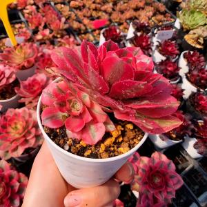 農園直売 多肉植物 アエオニウム ピンクウィッ...の詳細画像2
