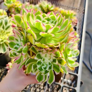 農園直売 多肉植物 アエオニウム属 孔雀の羽(...の詳細画像1