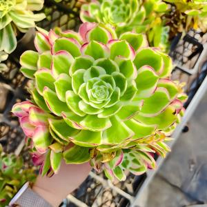 農園直売 多肉植物 アエオニウム属 孔雀の羽(...の詳細画像2
