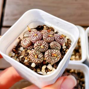 農園直売 多肉植物 コノフィツム属 ウィッテベル...の商品画像