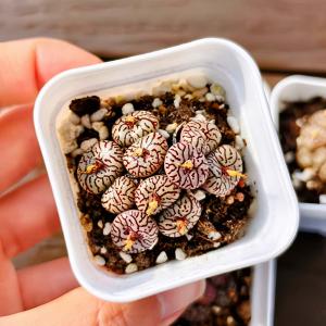 農園直売 多肉植物 コノフィツム属 ウィッテベ...の詳細画像1