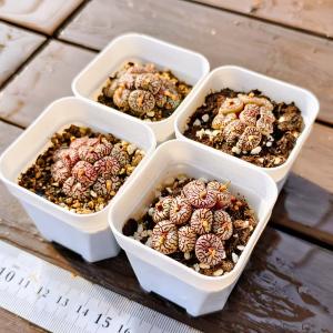 農園直売 多肉植物 コノフィツム属 ウィッテベ...の詳細画像2