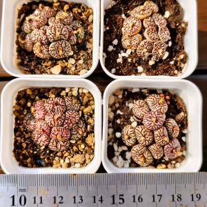 農園直売 多肉植物 コノフィツム属 ウィッテベ...の詳細画像3