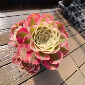 農園直売 多肉植物 寄せ植え アエオニウム属 ラ...の商品画像