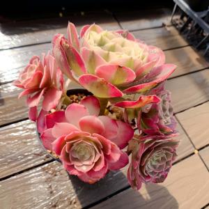 農園直売 多肉植物 寄せ植え アエオニウム属 ...の詳細画像1