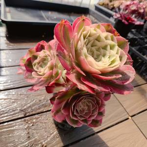 農園直売 多肉植物 寄せ植え アエオニウム属 ...の詳細画像2