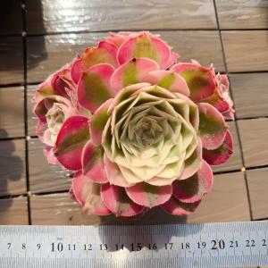 農園直売 多肉植物 寄せ植え アエオニウム属 ...の詳細画像3