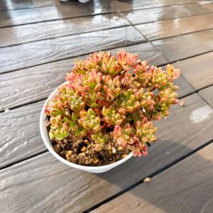 農園直売 多肉植物 寄せ植え エケベリア属 小人...の商品画像