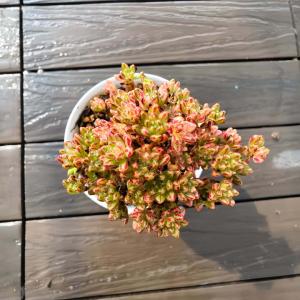 農園直売 多肉植物 寄せ植え エケベリア属 小...の詳細画像1