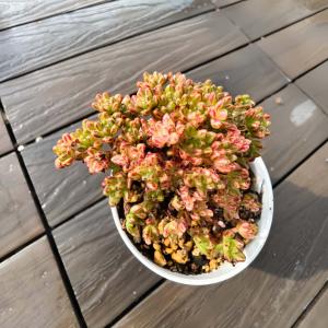 農園直売 多肉植物 寄せ植え エケベリア属 小...の詳細画像2