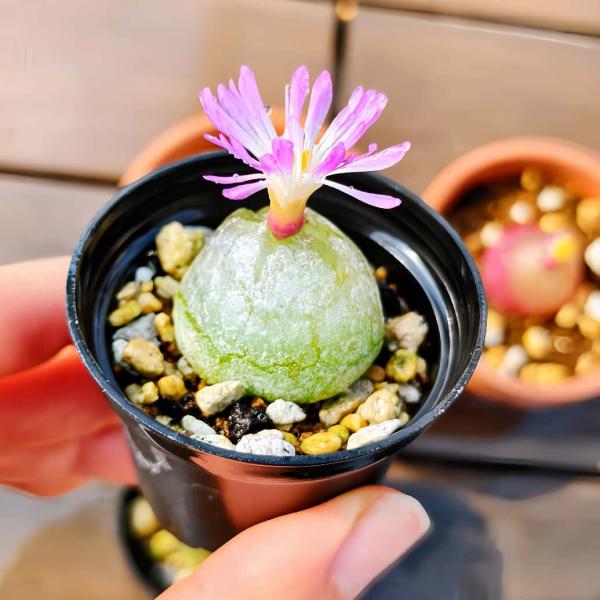 農園直売 多肉植物  コノフィツム属 ブルゲリ単頭（3年生）　メセン　観葉植物　インテリア　多肉専門...