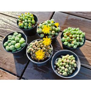 サービス品 農園直売 多肉植物 コノフィツム属...の詳細画像1