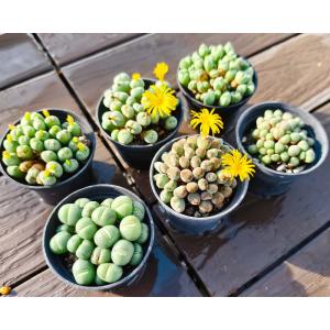 サービス品 農園直売 多肉植物 コノフィツム属...の詳細画像2