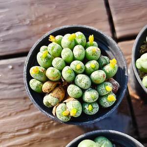 サービス品 農園直売 多肉植物 コノフィツム属...の詳細画像3