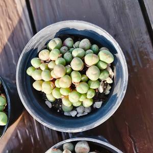 サービス品 農園直売 多肉植物 コノフィツム属...の詳細画像5