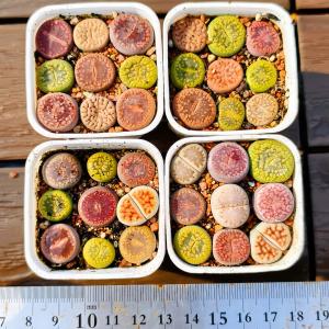 農園直売 多肉植物 コノフィツム属 リトープス...の詳細画像1