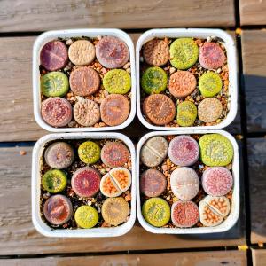 農園直売 多肉植物 コノフィツム属 リトープス...の詳細画像2