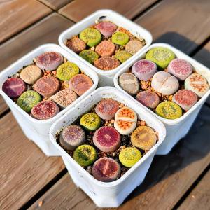 農園直売 多肉植物 コノフィツム属 リトープス...の詳細画像3