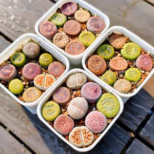 農園直売 多肉植物 コノフィツム属 リトープス...の詳細画像4