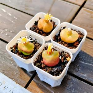 農園直売 多肉植物 コノフィツム マウガニー(...の詳細画像1