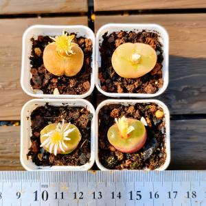 農園直売 多肉植物 コノフィツム マウガニー(...の詳細画像2